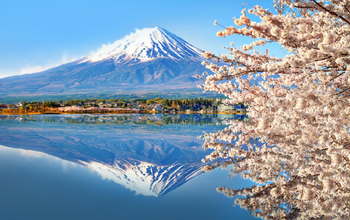 Japan Cherry Blossom Scenic Walk & Cultural Experience – Tokyo (Yokohama), Japan